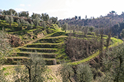 tenuta podere paesaggio Italia Toscana, Montefoscoli podere Torricchio I - terrazzamenti ciglioni