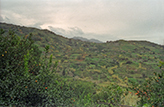 Agrarlandschaft, Mischkulturen im Winter in den Peloritani - Sizilien