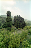 Cipressi Castel Umberto/Nebrodi - Sicilia