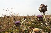 campo di carciofi - Artischockenfeld in Apulien