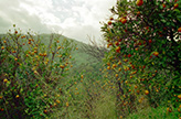 Agrumeto - Sicilia - Castel Umberto