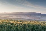 Landgut Italien, Getreidefeld, Agrarlandschaft Toskana Castelfalfi