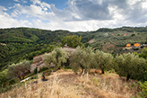 Italien Bauernhof Landgut Toskana, Olivenbäume Landschaft Montalbano - Pistoia