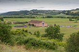 tabaccaia Val d'Era - Fattoria Montefoscoli