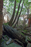 leopoldinisches Bauernhaus Val di Chiana - Toskana, Fattoria dell'Abbadia