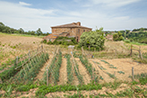 Landgut Landhaus Toskana, Bauernhaus Narciana - Valdelsa/Montaione