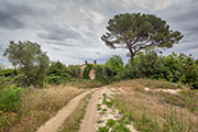 casa rurale Caivoli con pino nel verde