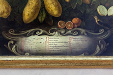 Bartolomeo Bimbi, Villa Poggio a Caiano, Zitrussorten - Detail