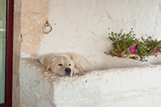 Bauernhof Italien, Apulien Masseria Ferri, Landhaus Trulli