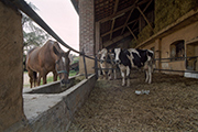 cascina, agriturismo in Lombardia