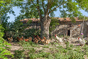 Bauernhof Casalino Toskana, Bio - Hühnerstall 